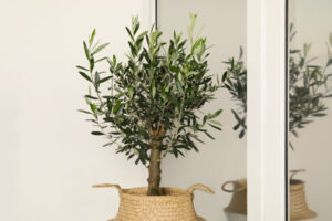 olive tree