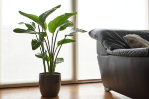 Strelitzia