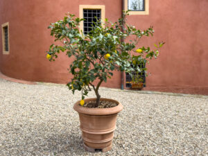 lemon tree
