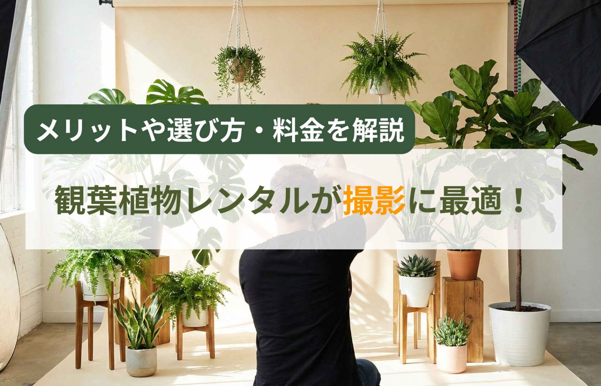 観葉植物レンタル撮影